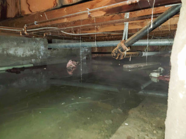 Best Water damage restoration company  in Newbern, TN