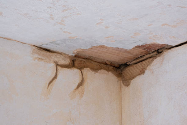 Best Water damage contractors near me  in Newbern, TN